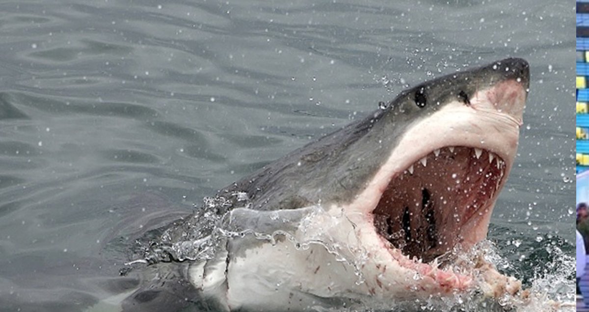 Tiburones