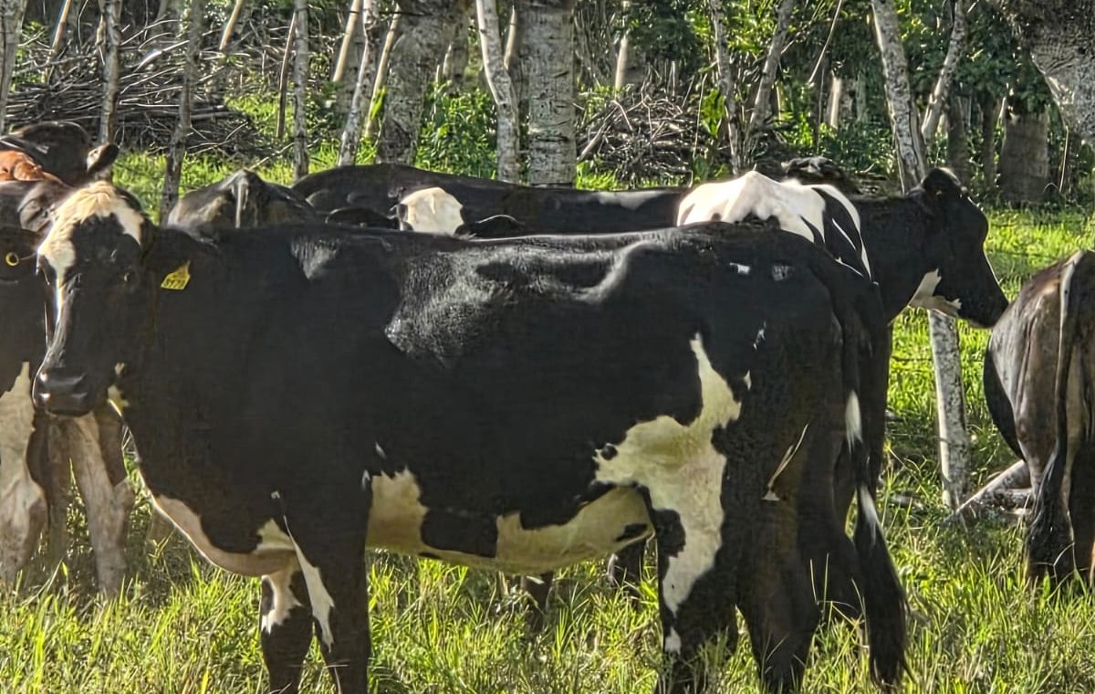 Ganado de Vacas